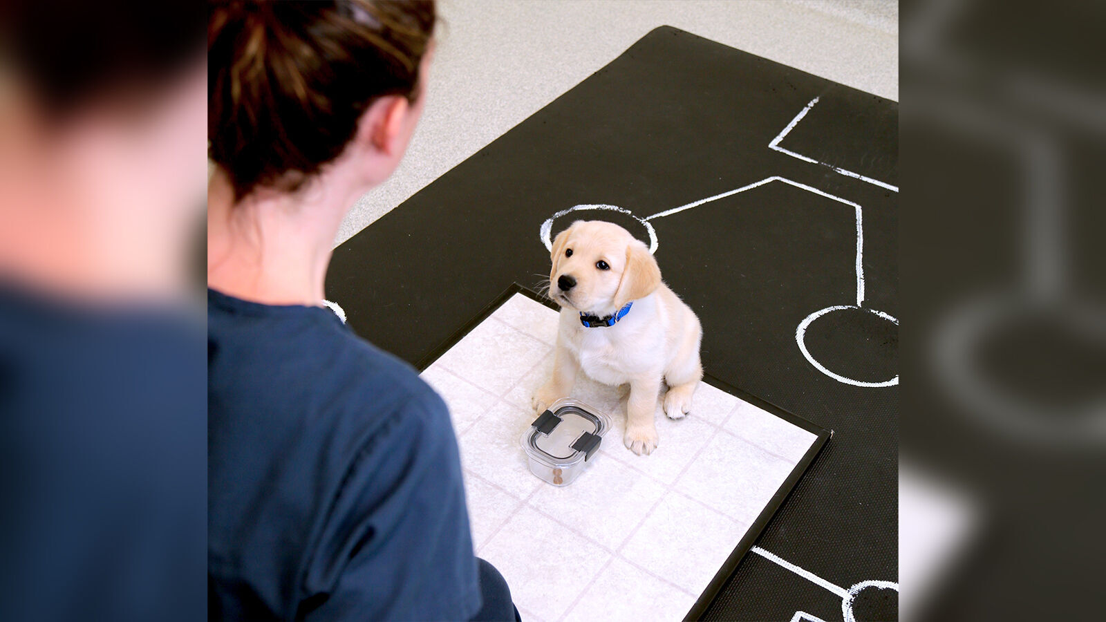 Puppies are born ready to interact with people, study finds